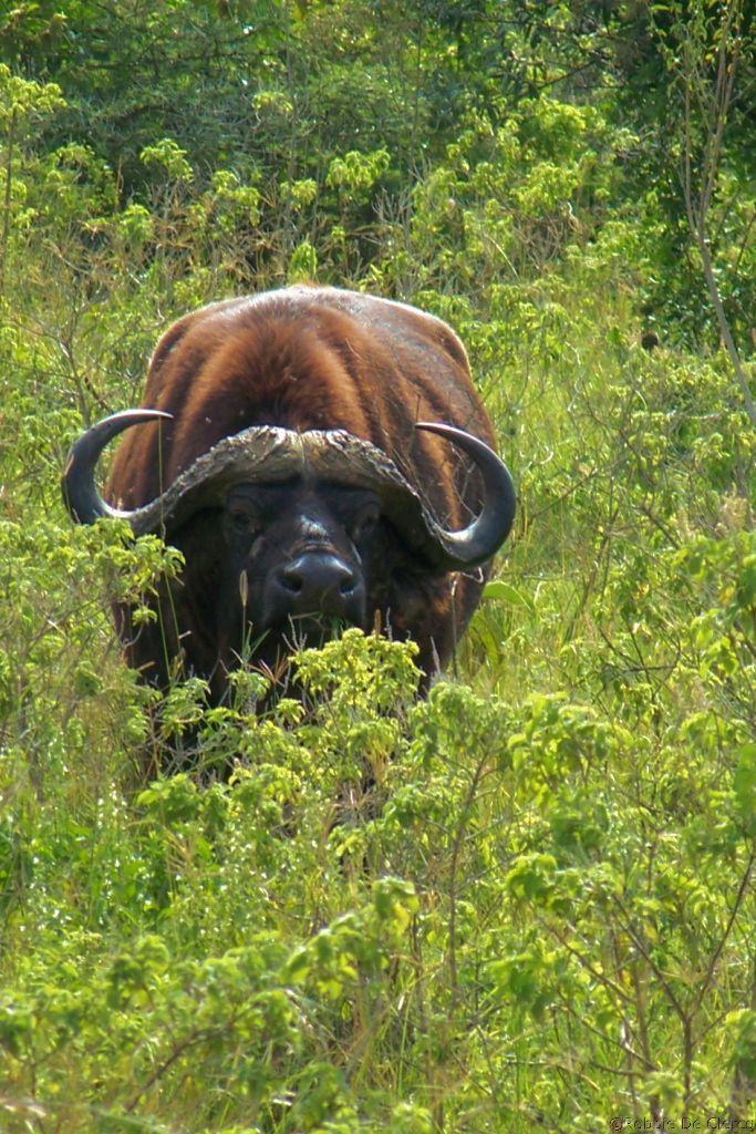 Lake Nakuru National Park (30)