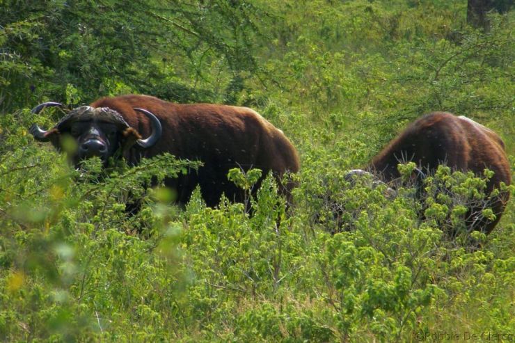 Lake Nakuru National Park (32)