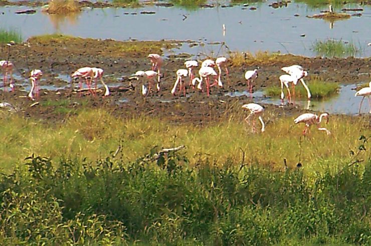 Lake Nakuru National Park (33)