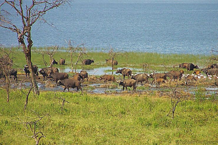 Lake Nakuru National Park (34)