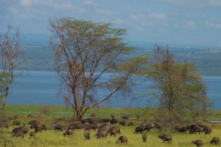 Lake Nakuru National Park (36)