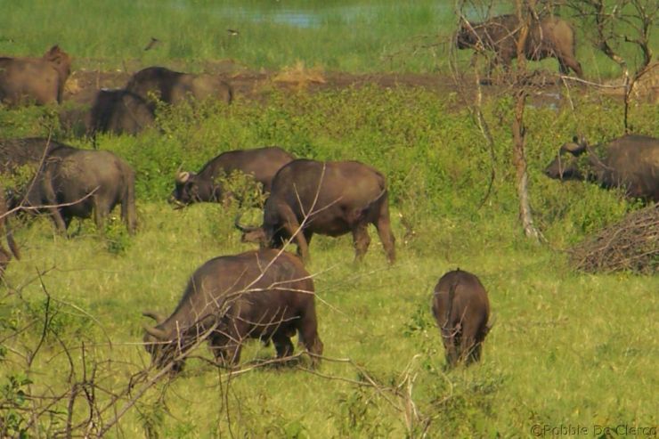 Lake Nakuru National Park (38)