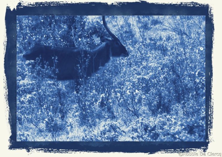 Lake Nakuru National Park (40)