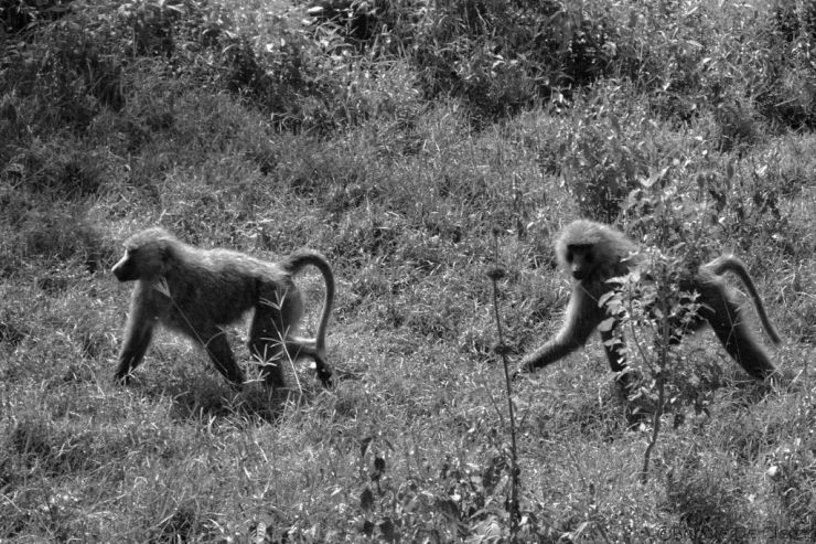 Lake Nakuru National Park (43)