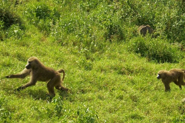 Lake Nakuru National Park (44)