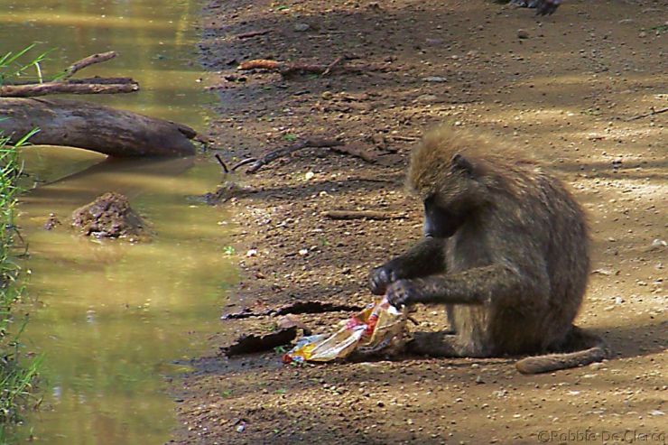 Lake Nakuru National Park (45)