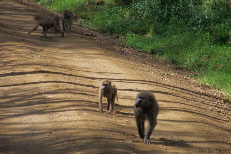 Lake Nakuru National Park (46)