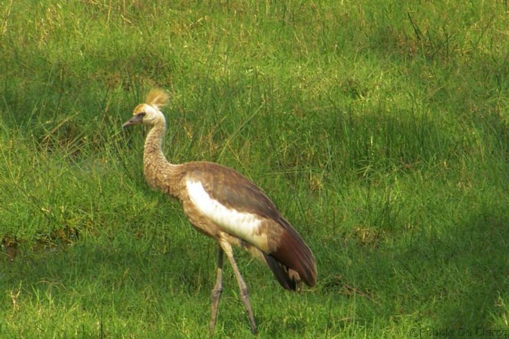Lake Nakuru National Park (47)