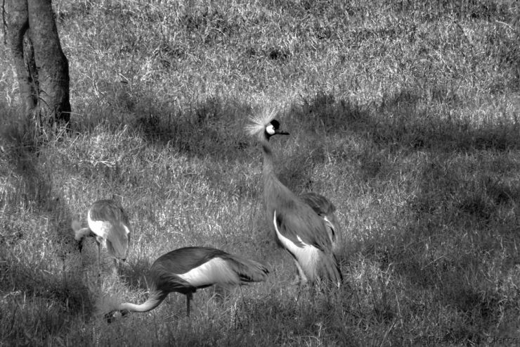 Lake Nakuru National Park (49)