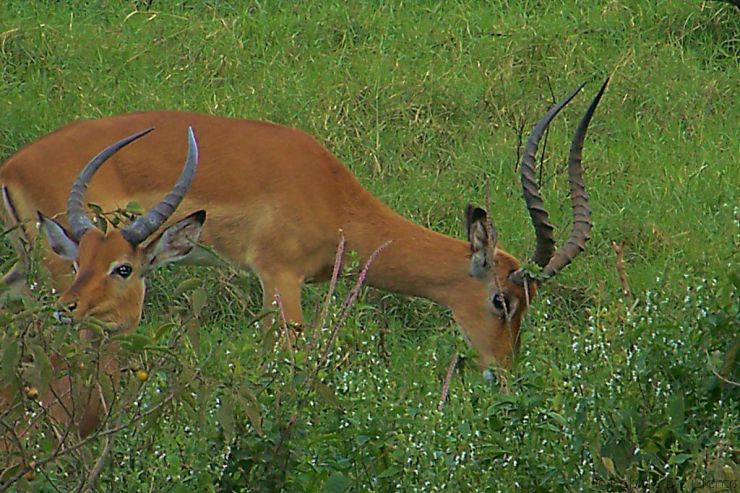 Lake Nakuru National Park (50)