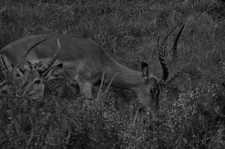 Lake Nakuru National Park (51)