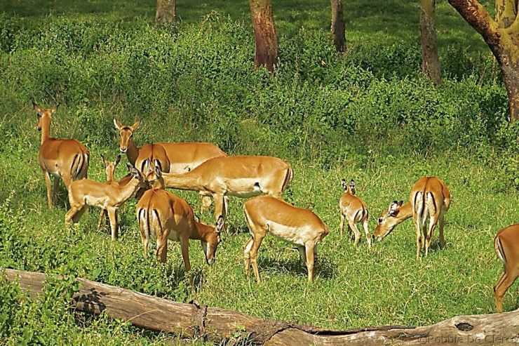 Lake Nakuru National Park (52)