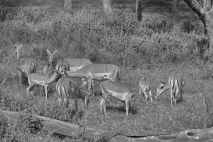Lake Nakuru National Park (53)