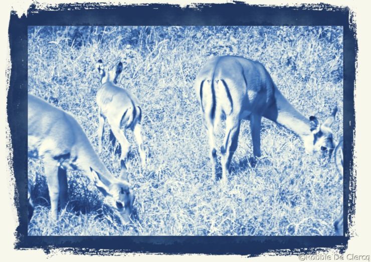 Lake Nakuru National Park (54)