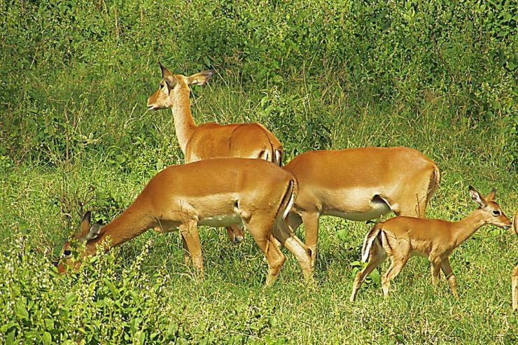 Lake Nakuru National Park (55)