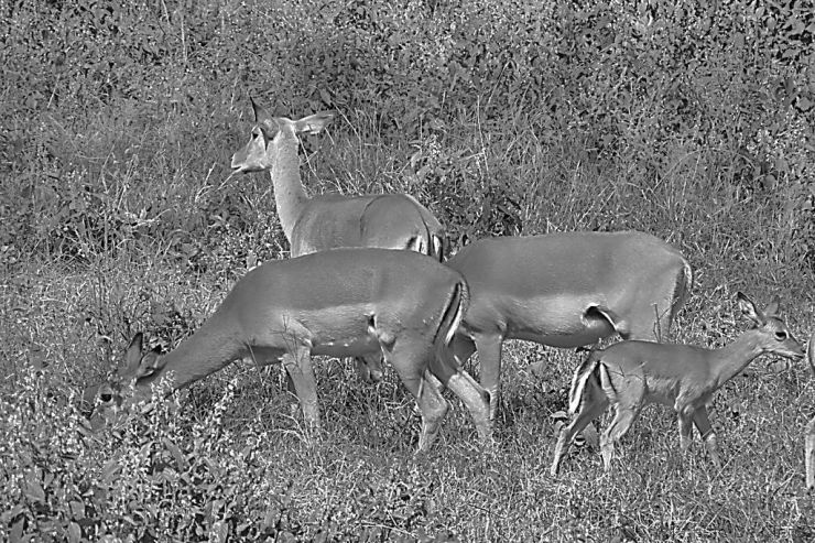 Lake Nakuru National Park (56)