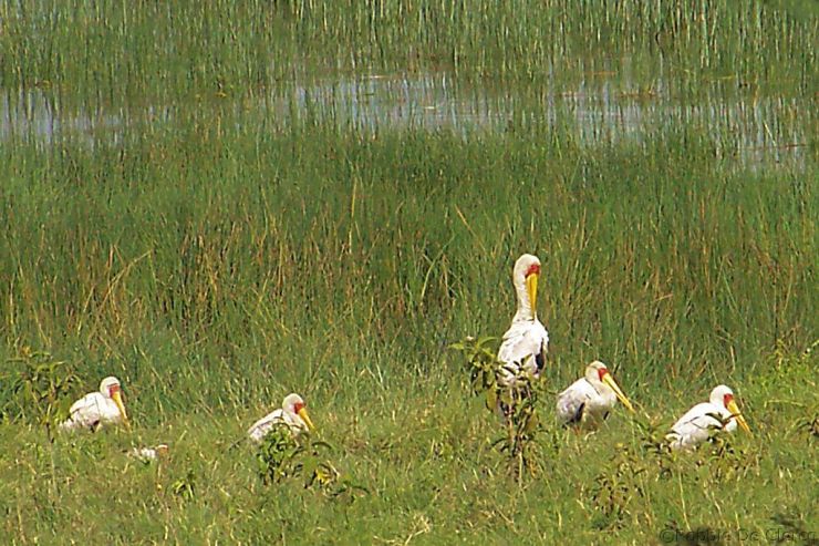 Lake Nakuru National Park (57)