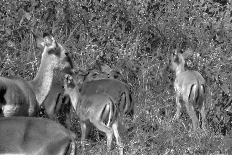 Lake Nakuru National Park (58)