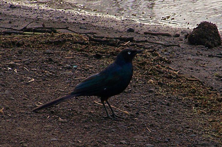 Lake Nakuru National Park (6)