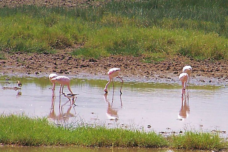 Lake Nakuru National Park (60)