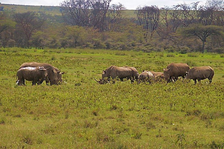 Lake Nakuru National Park (61)