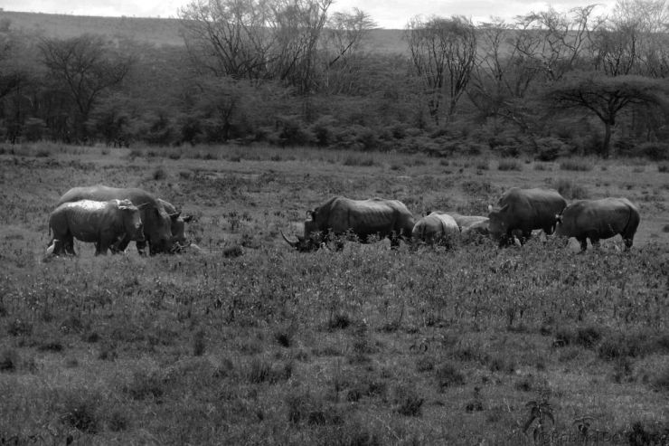 Lake Nakuru National Park (62)