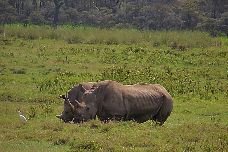 Lake Nakuru National Park (64)