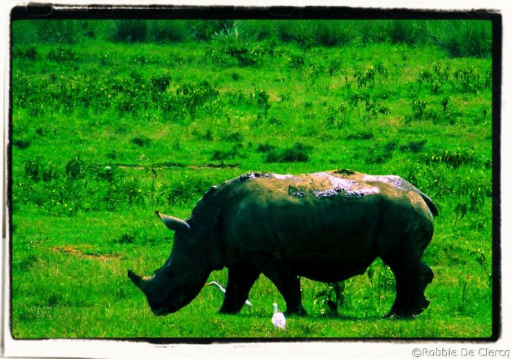 Lake Nakuru National Park (68)