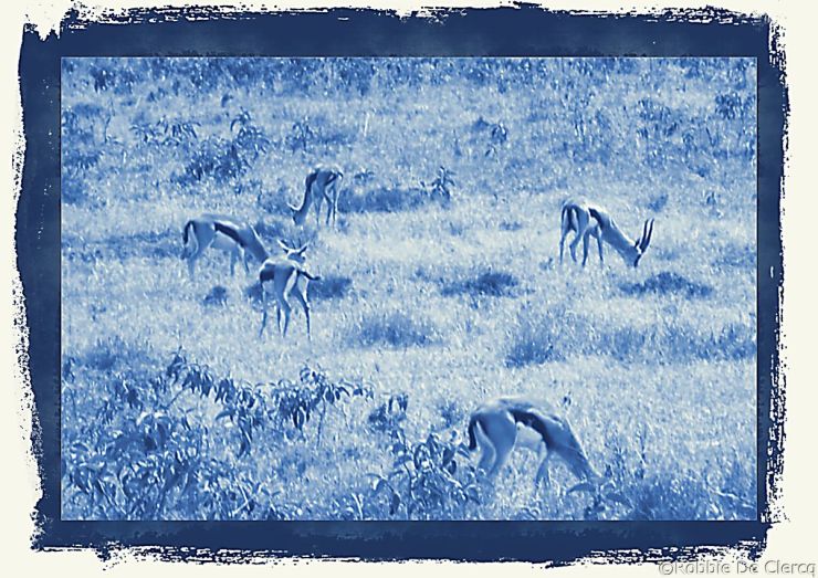 Lake Nakuru National Park (69)