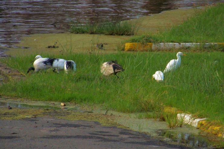 Lake Nakuru National Park (7)