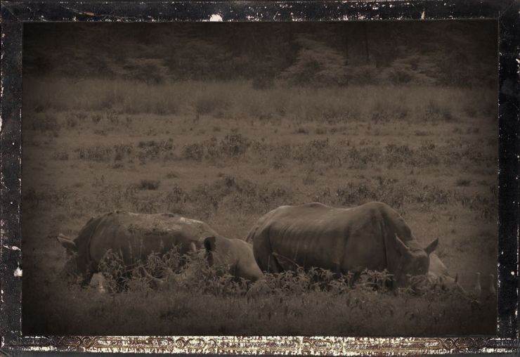 Lake Nakuru National Park (70)