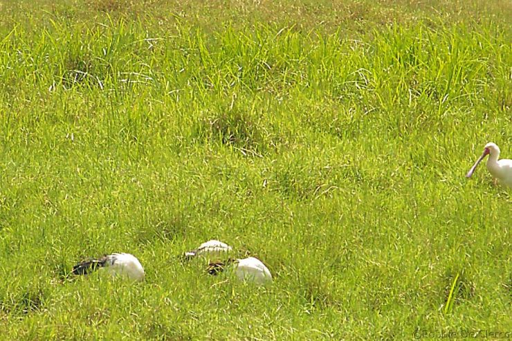 Lake Nakuru National Park (71)