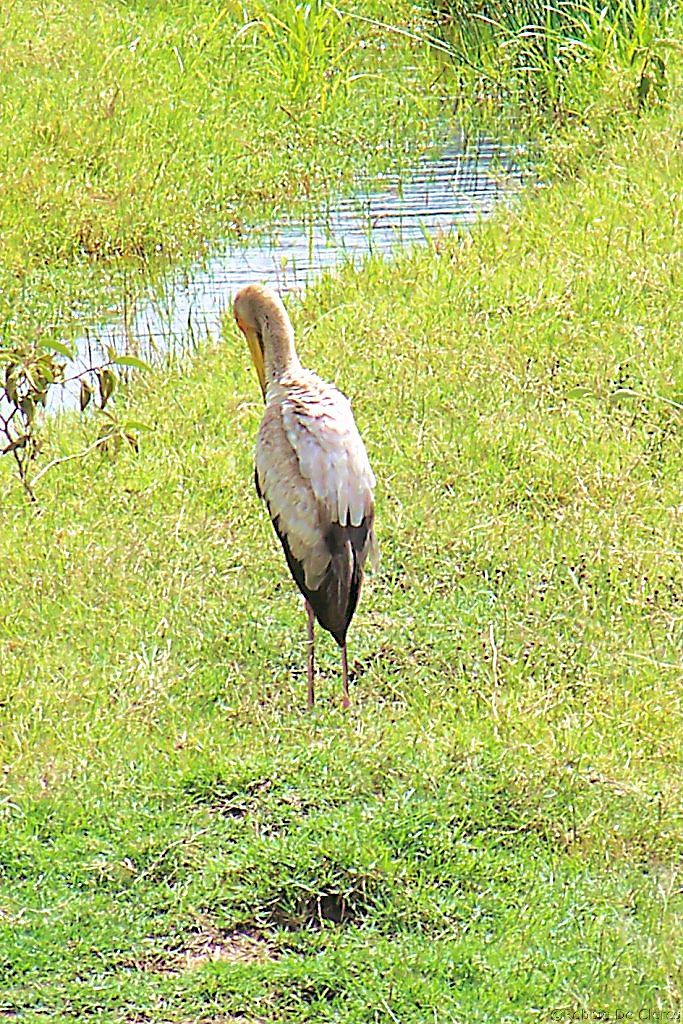 Lake Nakuru National Park (72)