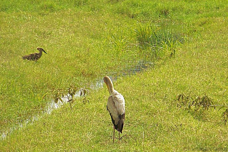 Lake Nakuru National Park (73)