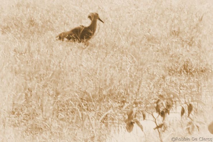 Lake Nakuru National Park (74)