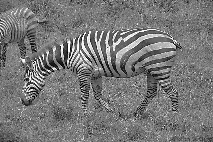 Lake Nakuru National Park (78)