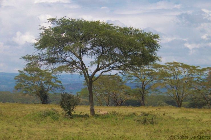 Lake Nakuru National Park (81)