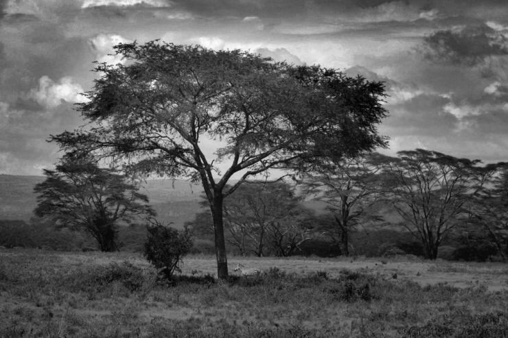 Lake Nakuru National Park (82)