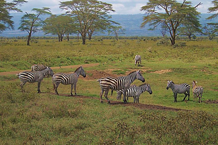 Lake Nakuru National Park (83)