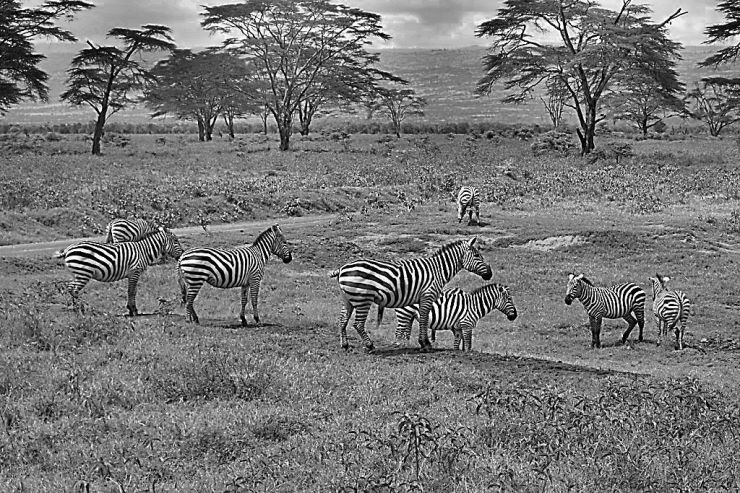 Lake Nakuru National Park (84)