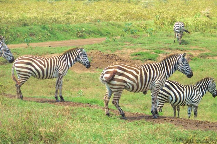 Lake Nakuru National Park (85)
