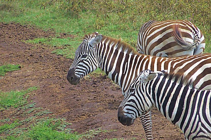 Lake Nakuru National Park (86)