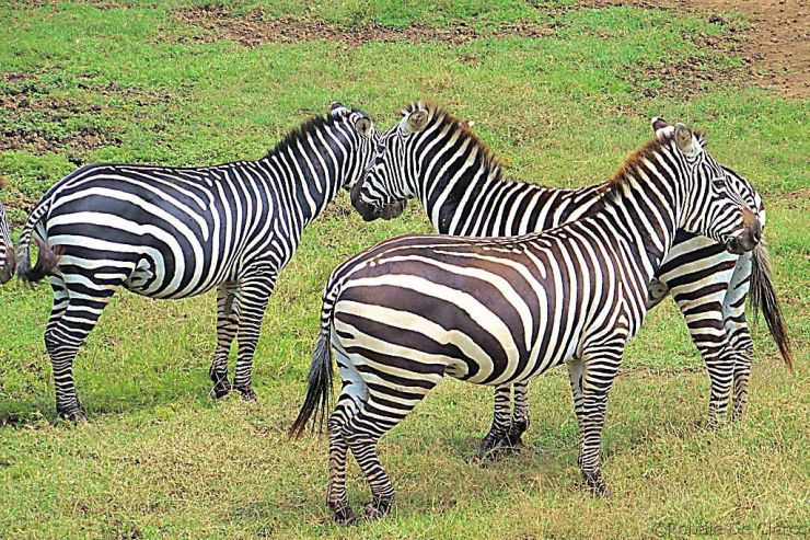 Lake Nakuru National Park (87)