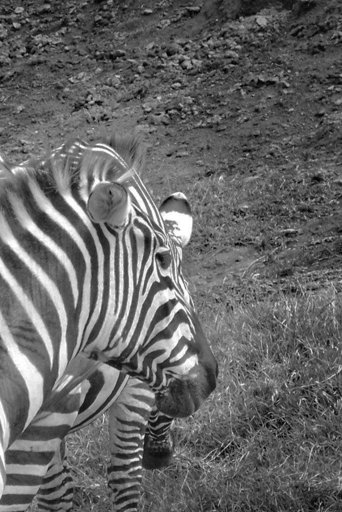 Lake Nakuru National Park (88)