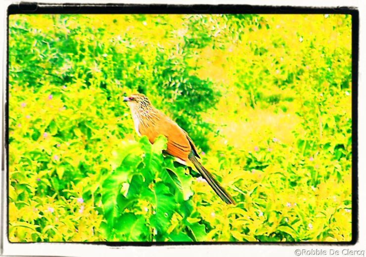 Lake Nakuru National Park (89)