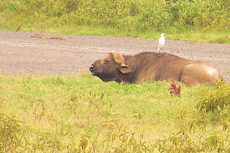 Lake Nakuru National Park (90)