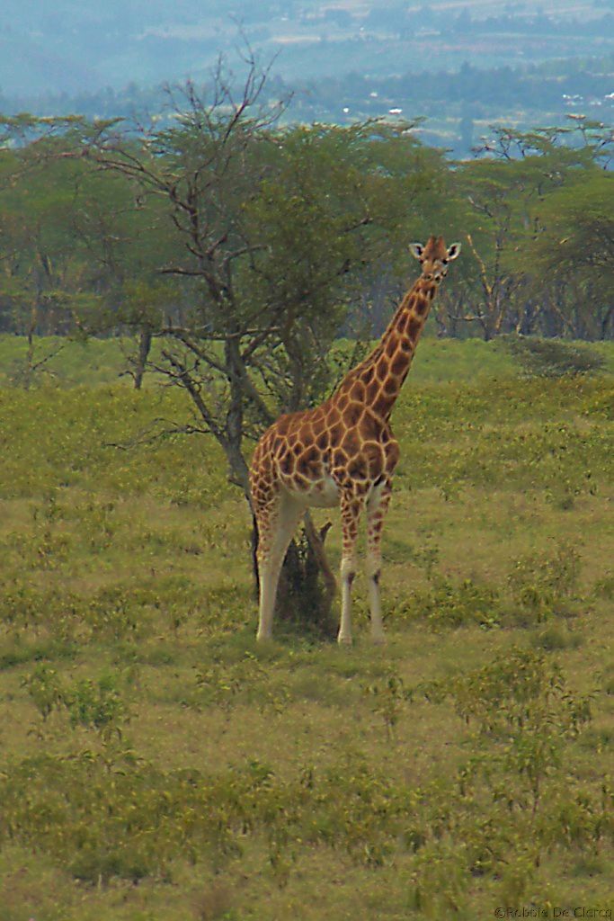 Lake Nakuru National Park (93)