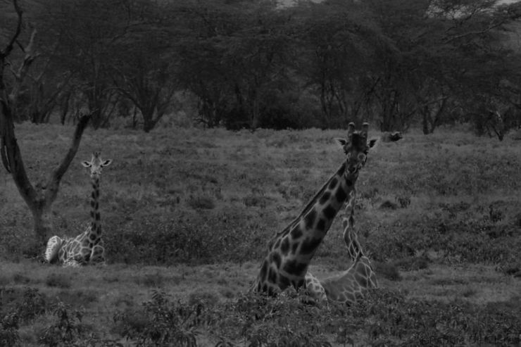 Lake Nakuru National Park (94)