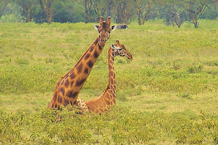 Lake Nakuru National Park (96)