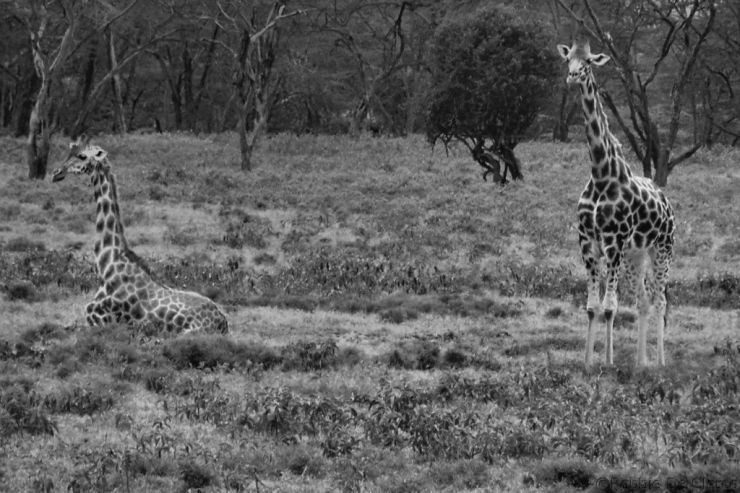 Lake Nakuru National Park (97)